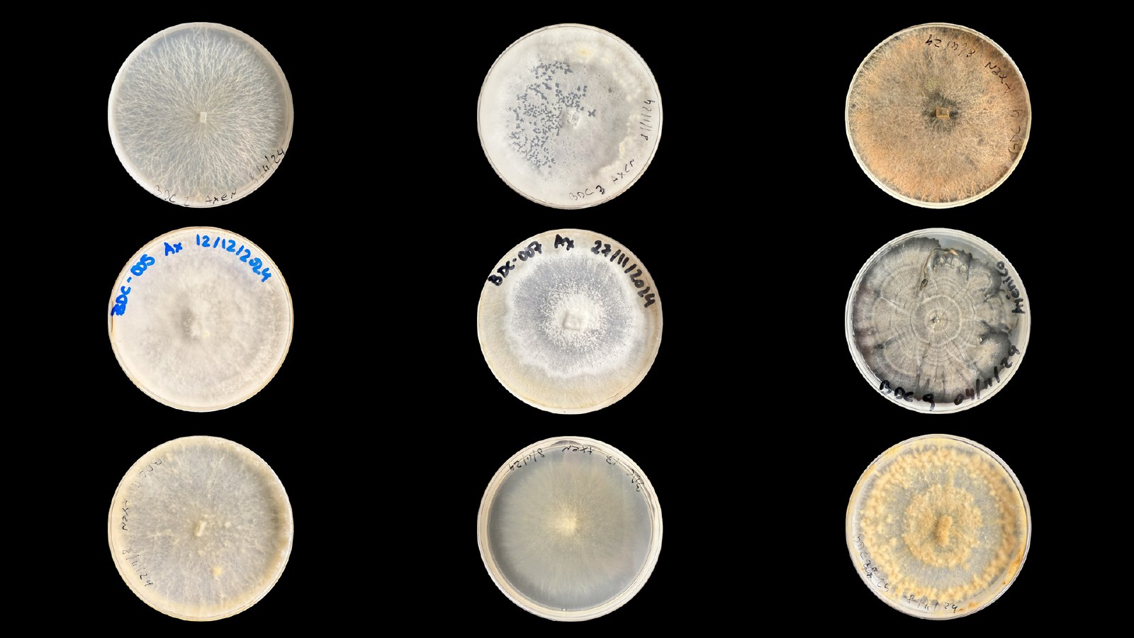 Nine petri dishes showing different fungal strains in growth
