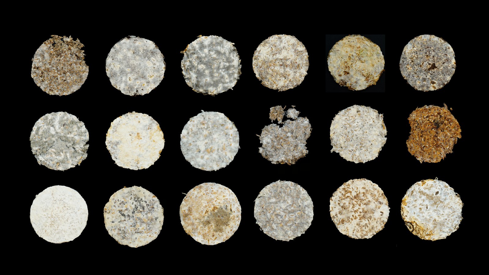 Eighteen circular mycelium samples showing different substrate combinations